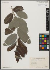 Foto von Salix aegyptiaca L.